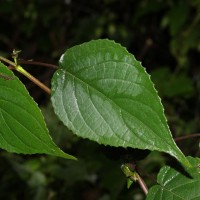 <i>Strobilanthes laxa</i>  T.Anderson